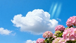 美丽绣球花～蓝天白云