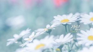 小清新雏菊