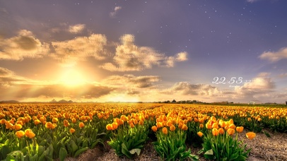 4k 治愈唯美夕阳下的郁金香