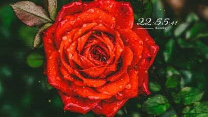 4k高清简约玫瑰花