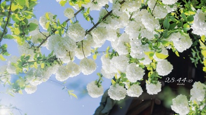 4K盛夏治愈护眼绣球花