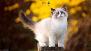 萌萌的猫咪