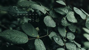 4k高清ins风绿色植物系列