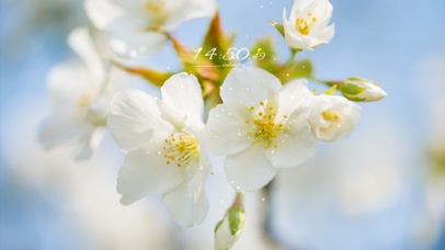 初开的白色樱花