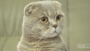猫-大头喵