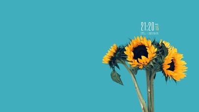 4k简约冷美向日葵