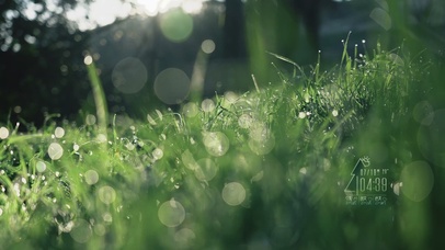 清晨草坪露珠