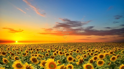 日落向日葵