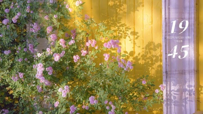 治愈清新蔷薇落花