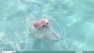 泳池猫咪