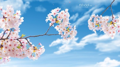 唯美樱花春天背景