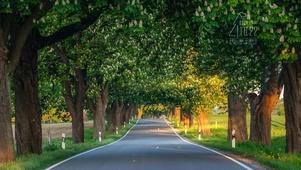 护眼绿荫公路