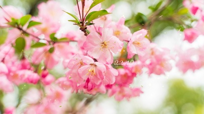 4k 治愈唯美粉色海棠花