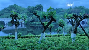 湖边小树