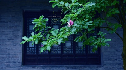 4K雨中护眼绿叶