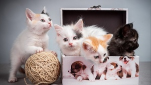 四只小奶猫