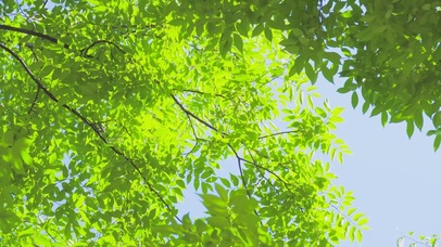 4k护眼的树叶摇曳