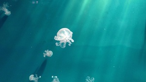 白色水母