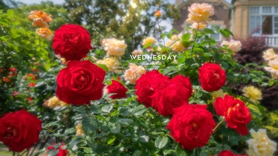 4k治愈唯美清新玫瑰花园