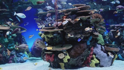 【4K60FPS帧享】桌面水族