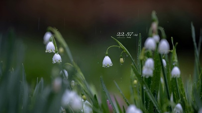 4k 治愈护眼雨天花丛
