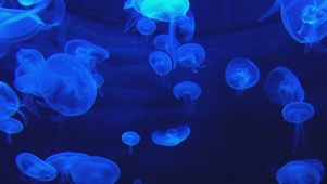 蓝色水母群