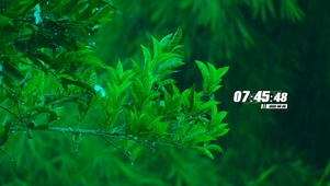 雨水