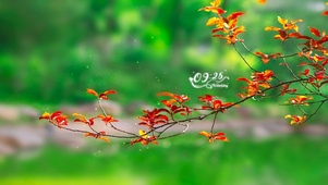 4k雨中绿植