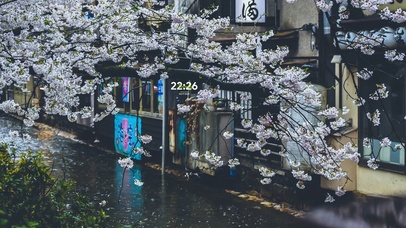 4K唯美治愈雨中日系樱花河流