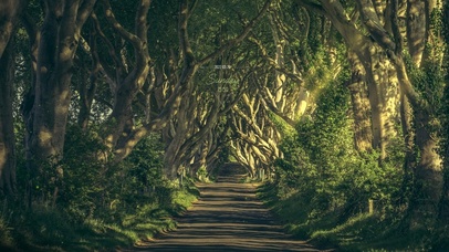 唯美护眼树林小路