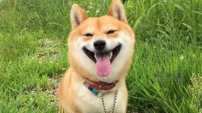 草地上的柴犬狗狗