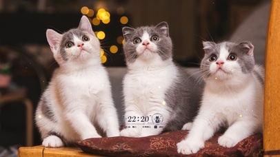 可爱萌猫猫桌面