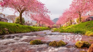 河边的樱花树