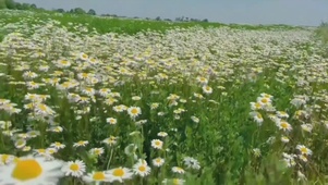 雏菊花海