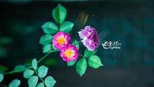 4k唯美月季花