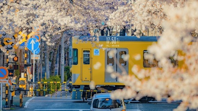 4K唯美治愈日系樱花街道
