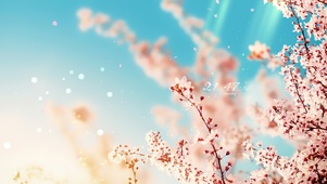4k 清新春天盛开的樱花