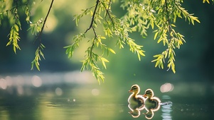 柳下雏鸭沐春光