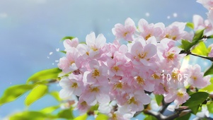 4k樱花季