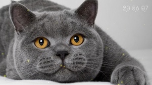 胖灰猫