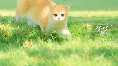 4K清新草地小猫