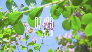 4K治愈的花