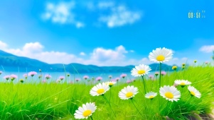 浪漫小雏菊