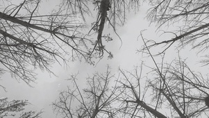 雨中的纷乱树枝