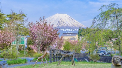 富士山下樱花街道2（真实时间）