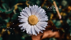 4k唯美小雏菊
