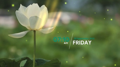 4k高清简约清新荷花