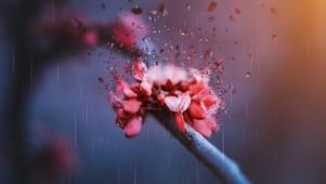 碎花带雨