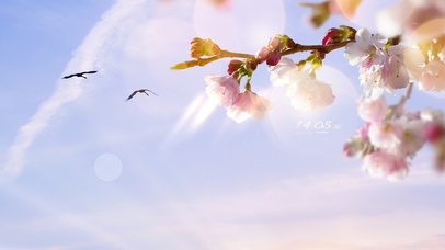 4K唯美治愈 阳光下的樱花树