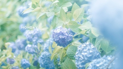 治愈唯美蓝色绣球花